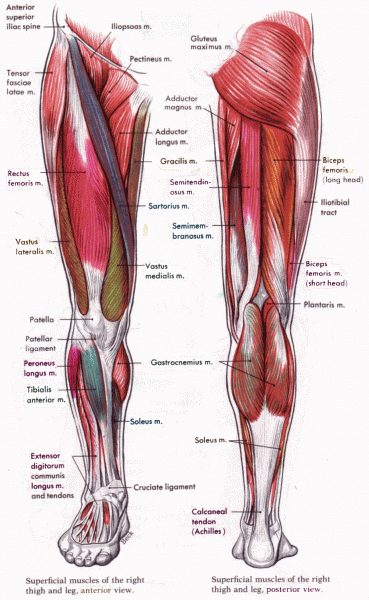 legs muscle diagram