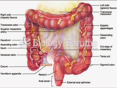 Large Intestine Anatomy
