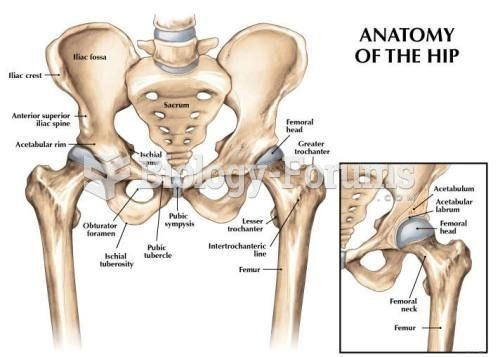 Hip anatomy diagram
