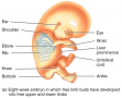 Embryonic Period - 8th week