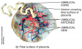 Embryonic Period