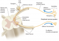 Reflex Responses to Pain