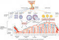 Phases of the Female Reproductive Cycle