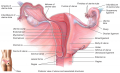 Female Reproductive System - Fallopian tubes &quot;قناة فالوب الجهاز ...