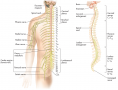 The Spinal Cord