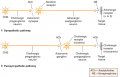 Receptors in the Autonomic Nervous System