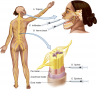 Techniques for Applying Local Anesthesia