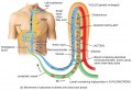 Movement of Nutrients