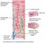 Glands and Cell Types of the Colon