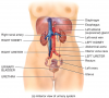 Organs of the urinary system in a female