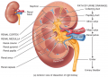 Internal Renal Anatomy