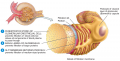 The Renal Corpuscle