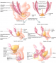 Development of the Reproductive Systems