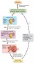 Renal Autoregulation