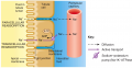 Reabsorption Routes