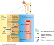 Transport Mechanisms: Symporter