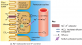 Transport Mechanisms: Antiporter