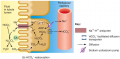 Transport Mechanisms: Antiporter