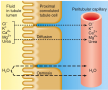 Passive Reabsorption in the late PCT