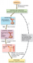 Regulation  of Water Reabsorption by ADH