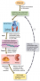 Bone’s Role in Calcium Homeostasis