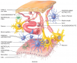 Neuroglia of the CNS