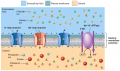 Factors Contributing to Resting Membrane Potential