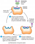 Enzymes