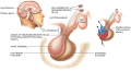 Hypothalamus and Pituitary Gland