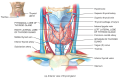 Thyroid Gland