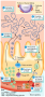 Thyroid Gland