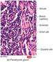 Parathyroid Glands