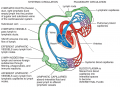 Formation and Flow of Lymph