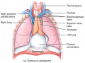 Thymus