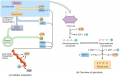 Carbohydrate Metabolism