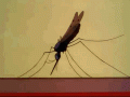 Malaria GIF