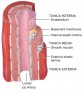 Arteries & Arterioles