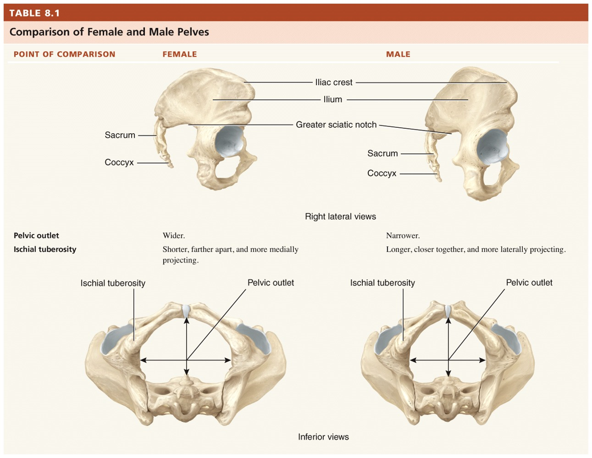 Comparison of Female and Male Pelves