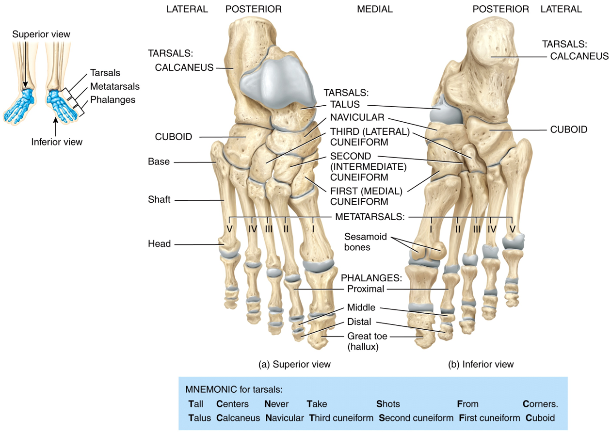 Superior & inferior view of the tarsus (ankle)