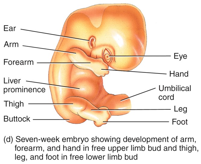 Seven-week embryo showing development of arm, forearm, and hand