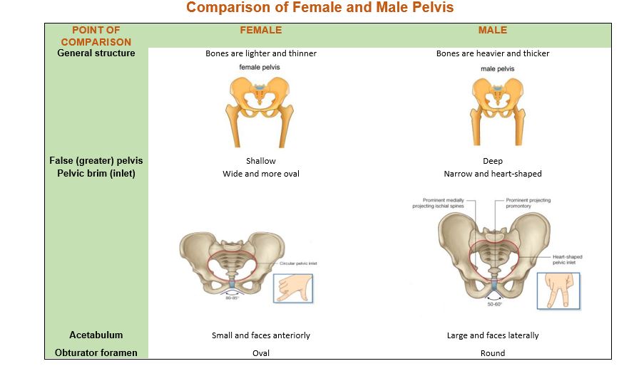 Comparison of Female and Male Pelvis