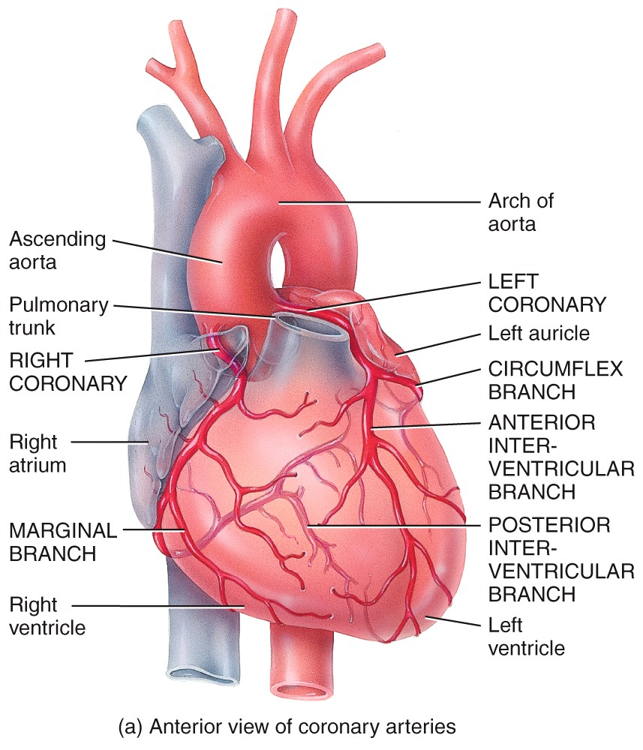 Coronary Circulation