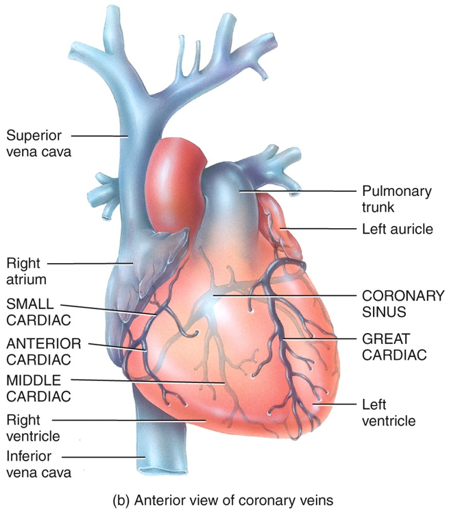 Coronary Circulation