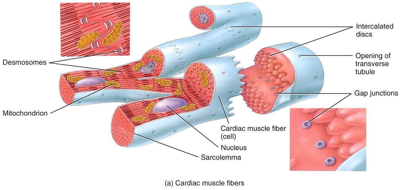 Cardiac Muscle Tissue