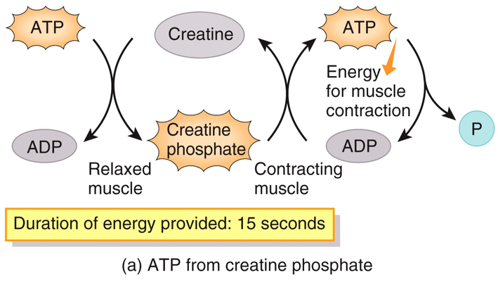 ATP Production in Cardiac Muscle