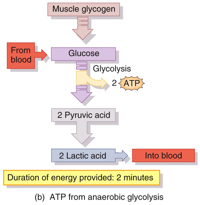 ATP Production in Cardiac Muscle