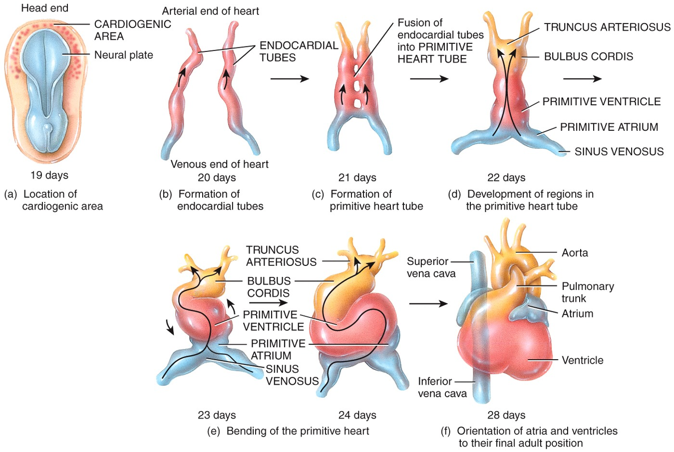 Development of the Heart