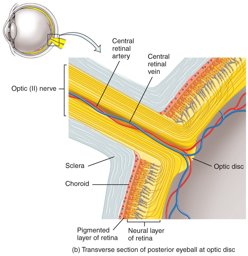 Transverse section of posterior eyeball at optic disc