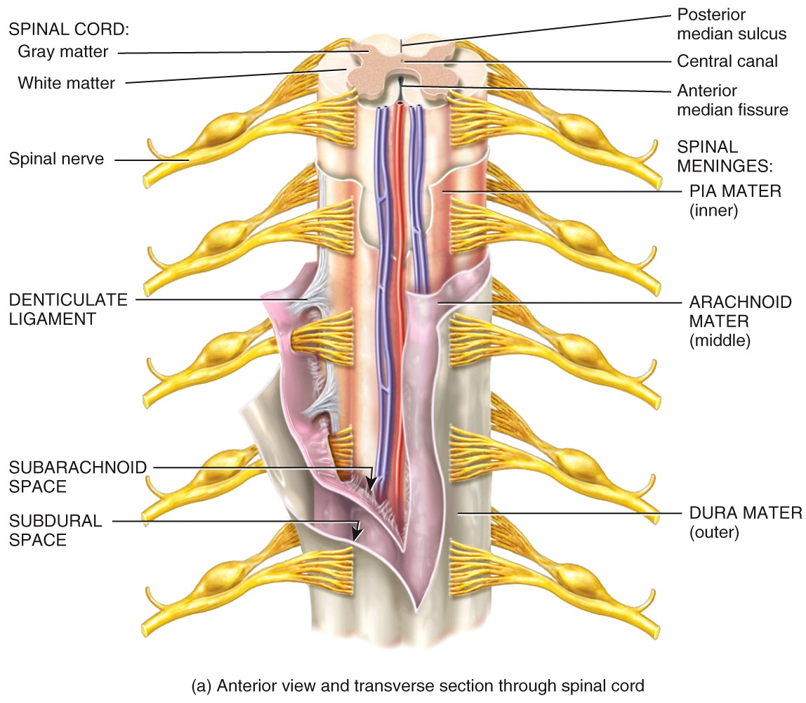 Meninges