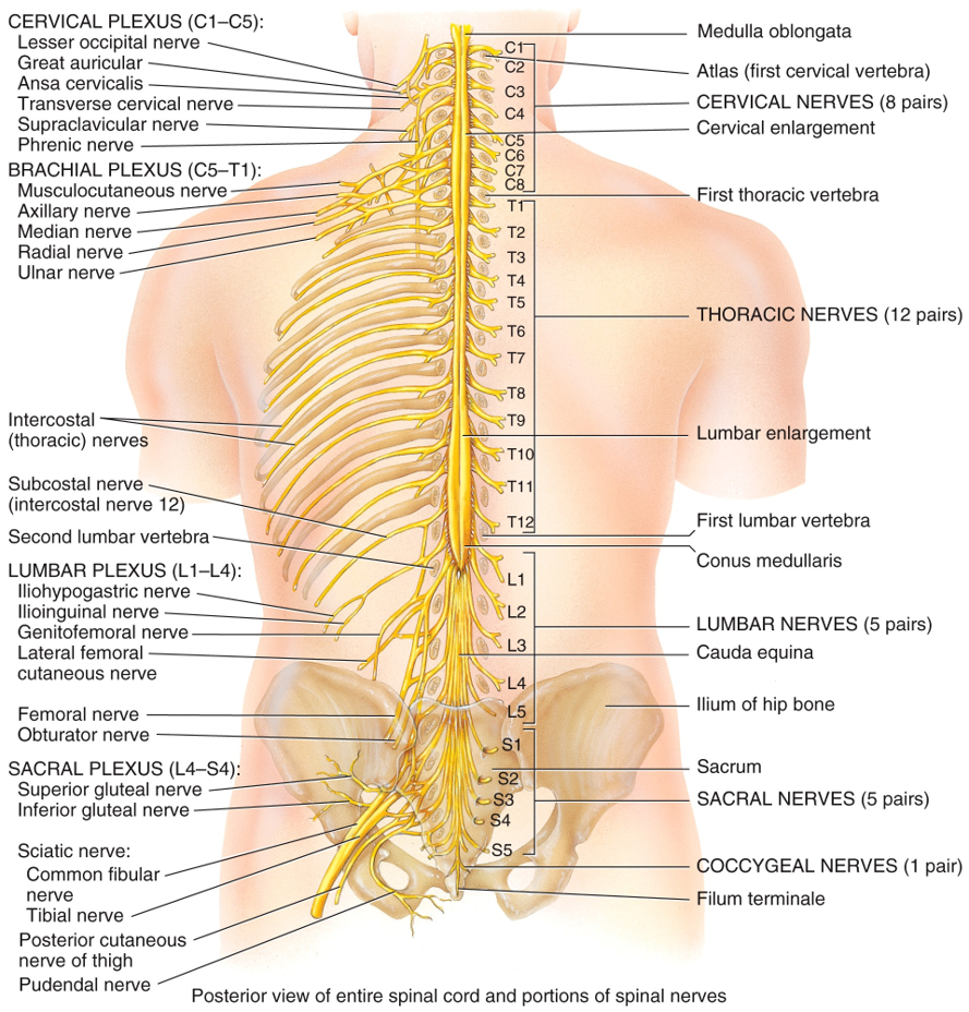 External Anatomy of the Spinal Cord